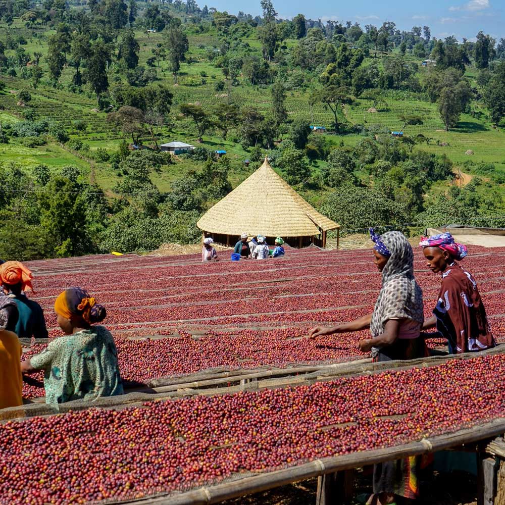 Coffee plantation in Bwindi