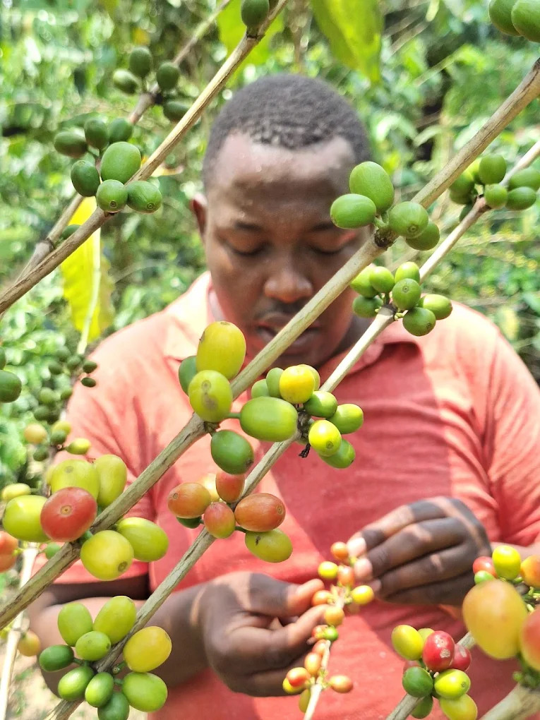 Hand picking ripe red coffee cherries